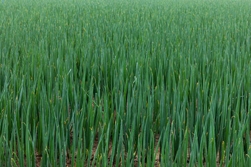 This is the scenery of Welsh onion field in Gangwon-do, Korea, where it rains lightly and cloudy.