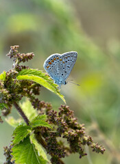 Macro shots, Beautiful nature scene. Closeup beautiful butterfly sitting on the flower in a summer garden.