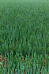 This is the scenery of Welsh onion field in Gangwon-do, Korea, where it rains lightly and cloudy.