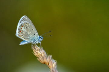 Macro shots, Beautiful nature scene. Closeup beautiful butterfly sitting on the flower in a summer garden.