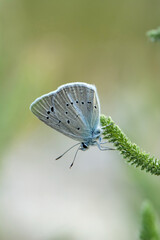 Macro shots, Beautiful nature scene. Closeup beautiful butterfly sitting on the flower in a summer garden.