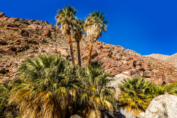 Palm tree oasis along a creek in the Anza Borrego State Park, California
