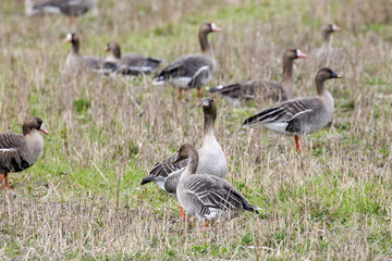 A mixed flock of geese in a field
