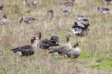 A mixed flock of geese in a field