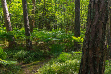 Naklejka premium Pine trees in the forest on the Curonian Spit.
