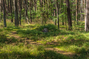 Pine trees in the forest on the Curonian Spit.