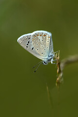 Macro shots, Beautiful nature scene. Closeup beautiful butterfly sitting on the flower in a summer garden.