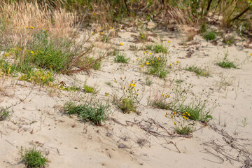 Plants and flowers on the Curonian Spit.