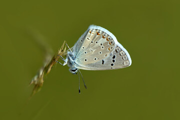 Macro shots, Beautiful nature scene. Closeup beautiful butterfly sitting on the flower in a summer garden.