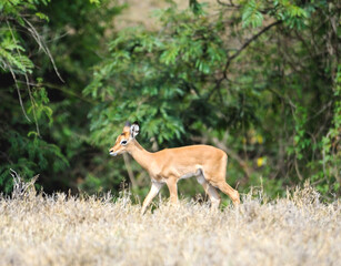 Small antelope  in the wilderness of Africa, Kenya