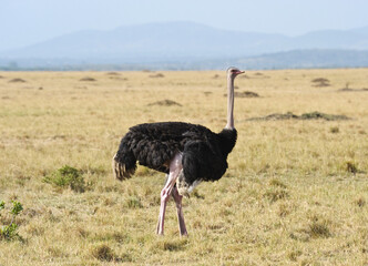 African ostrich in the savannah. Masai Mara, Kenya