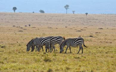 Fototapeta na wymiar Zebras in savanna on safari in Kenya national park. Wild animals in nature 
