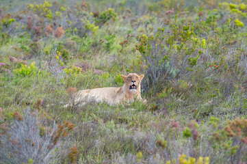 Lioness Yawning in the Fynbos