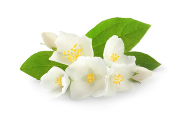 Obraz premium Beautiful flowers of jasmine plant with leaves on white background