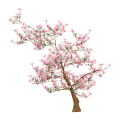 Obraz na płótnie Canvas 3D Rendering Magnolia Tree on White