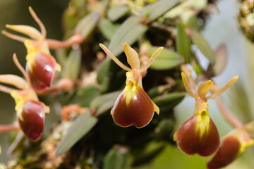 epidendrum peperomia