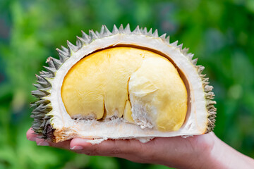 close up of a hand holding a durian