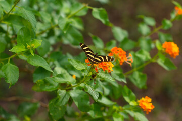 Zebra Longwing butterfly siting on a flower