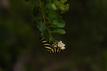 Zebra Longwing butterfly siting on a flower