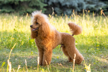 Fototapeta premium A beautiful young groomed thoroughbred red poodle stands on green grass in a sunny city park