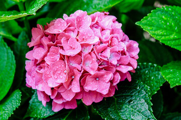 Beautiful blooming pink Hydrangea