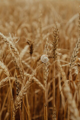 snail sitting on an ear of wheat