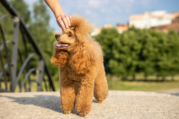 A beautiful young groomed thoroughbred red poodle stands on stone bridge  in a sunny city park. The owner straightens the hair on the dog's head