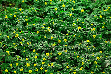 wild flowers top view background / abstract seasonal background, summer small flowers, nature spring, floral abstraction