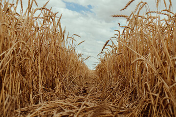 Fototapeta premium ears of wheat in the summer field