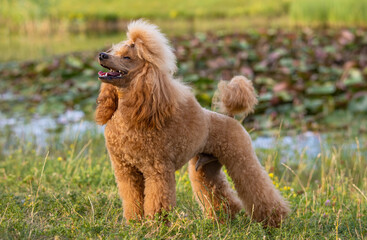 A beautiful happy young groomed thoroughbred red poodle stands by the pond  in a summer city park.