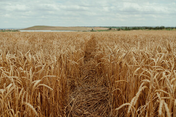 ears of wheat in the summer field