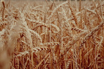 ears of wheat in the summer field