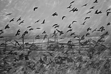 autumn landscape flying crows flock, stress concept autumn rain, flying black birds