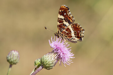Map butterfly (Araschnia levana) feeding on a thistle blossom. Individual schows the colors of the summer brood..