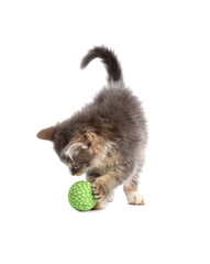 Cute kitten playing with ball on white background. Pet toy