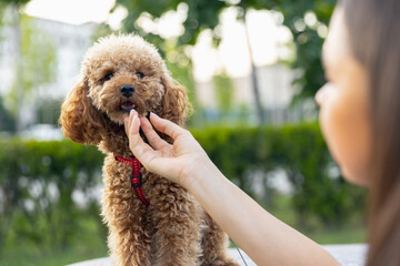 Young girl and her pet, little golden poodle dog strolling in public park, outdoors. Summer time....