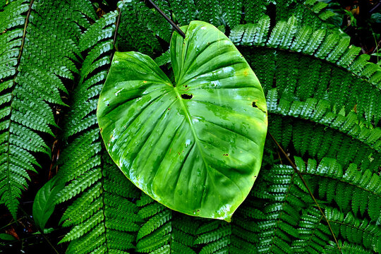 Taro And Ferns Thrive Together In Moist Soil