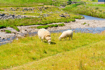 Fototapeta premium Welsh countryside, Elan Valley