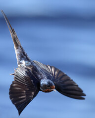 barn swallow during spring migration