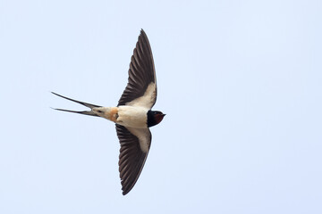 barn swallow during spring migration - obrazy, fototapety, plakaty