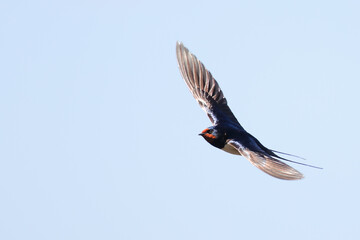 barn swallow during spring migration