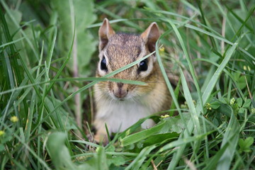 Eastern chipmunk emerging from his burrow.