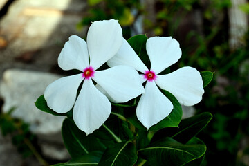 white flower with purple center