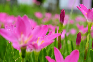 pink rain lily flower. This flower can grow easily if planted with the right care