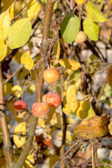 fruits of Apple trees,decorative for. autumn view.