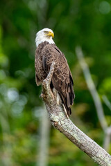 Perched Adult Bald Eagle