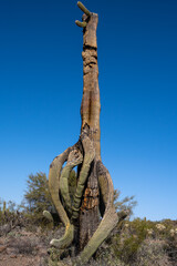 Dying saguaro cactus (Carnegiea gigantea) with large drooping arms
