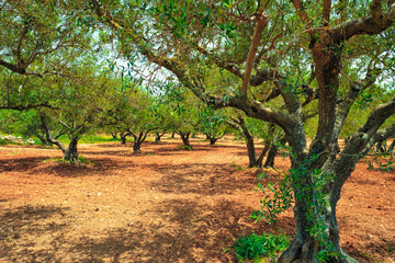 Fototapeta na wymiar Olive trees Olea europaea in Crete, Greece for olive oil production