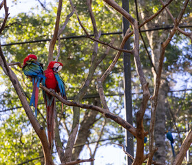 Arara dentro do parque. Pássaro bonito natural do Brasil. 