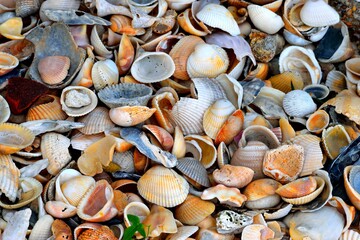 Shells collected at the ocean beach surf background.